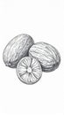 Detailed Black and White Illustration of Three Whole Nutmegs on White Background Royalty Free Stock Photo