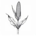 Detailed Black and White Ink Drawing of a Corn Stalk with Kernel and Leaf on White Background Royalty Free Stock Photo