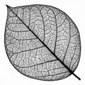 Detailed Black And White Leaf Skeleton Graphic Royalty Free Stock Photo