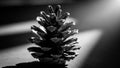 Close-up of Pine Cone in Black and White With Natural Lighting Royalty Free Stock Photo