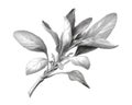 Detailed Black And White Sage Leaves Drawing Royalty Free Stock Photo