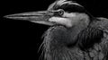 Detailed Black and White Scratchboard Illustration of Heron Head with Intricate Feather Texture and Sharp Beak on Solid Royalty Free Stock Photo