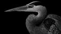 Detailed Black and White Scratchboard Illustration of Heron Head with Intricate Feather Texture and Sharp Beak on Solid Royalty Free Stock Photo