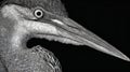 Detailed Black and White Scratchboard Illustration of Heron Head with Intricate Feather Texture and Sharp Beak on Solid Royalty Free Stock Photo