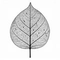 Detailed Black and White Skeleton Leaf on White Background Royalty Free Stock Photo