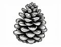 Detailed Black and White Sketch of a Single Pinecone Isolated on White Background Royalty Free Stock Photo