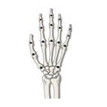 Detailed bone structures including phalanges metacarpals and Royalty Free Stock Photo