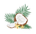 Detailed botanical drawing of cracked coconut, palm tree leaves and flowers isolated on white background. Edible fresh Royalty Free Stock Photo