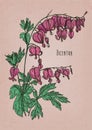 Detailed botanical drawing of dicentra with gorgeous pink flowers and green leaves. Beautiful blooming herbaceous plant