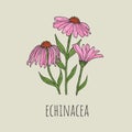 Detailed botanical drawing of elegant pink echinacea flowers growing on green stems. Beautiful blossoming plant hand