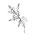 Detailed botanical drawing of holly branch with berries and leaves. Traditional natural Christmas decoration hand drawn