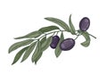 Detailed botanical drawing of olive tree branch with leaves and black fruits or drupes isolated on white background Royalty Free Stock Photo