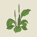 Detailed botanical drawing of plantain with yellow flowers and green leaves. Flowering herbaceous plant hand drawn in