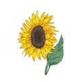 Detailed botanical drawing of sunflower head, stem and leaf. Beautiful flower or cultivated crop hand drawn on white