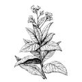 Detailed botanical illustration of Cultivated tobacco, Nicotiana tabacum. Drawing in old retro engraving style. Hand drawn ink