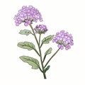 Detailed Botanical Illustration Of Pink And Purple Flower On White Background Royalty Free Stock Photo