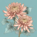 Detailed Botanical Illustration Of Two Chrysanthemums On Blue Background Royalty Free Stock Photo