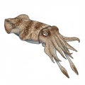 Detailed Brown Cuttlefish Illustration Royalty Free Stock Photo