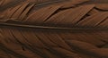 Detailed brown feather texture background pattern abstract design Royalty Free Stock Photo