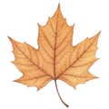 Detailed Brown Maple Leaf on White Background Royalty Free Stock Photo