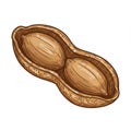 Detailed Brown Peanut with Two Kernels in Shell on White Background Art Illustration Royalty Free Stock Photo