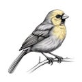 Detailed Canary Bird Sketch With Yellow Head On Branch