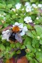 Macro image of a bee on Sutera Cordata Bacopa plant