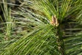 Detailed capture of the long needles and buds of Pinus wallichiana.