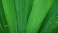 A Close Up Shot of Long Green Leaves