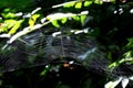 A spider in a shiny white web in the sunlight. Royalty Free Stock Photo