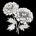 Detailed Character Design: Two Chrysanthemum Flowers On Black Background