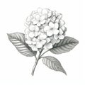 Detailed Character Illustration Of Black And White Spring Hydrangea