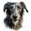 Detailed Charcoal Drawing Of A Black And Grey Deerhound