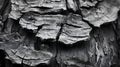 Detailed charred wood texture close-up, intricate cracks and carbonized surface. Grayscale abstract pattern. Royalty Free Stock Photo