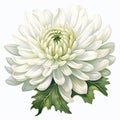 Detailed Chrysanthemum Illustration With Realistic Color Schemes