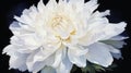 Detailed Chrysanthemum Watercolor Painting Of A White Rose