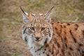 Detailed close-up of adult eursian lynx in autmn forest with blurred background.