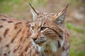 Detailed close-up of adult eursian lynx in autumn forest with blurred background