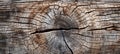 Detailed close up of aged tree bark trunk with captivating intricate textures as background Royalty Free Stock Photo