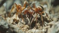 Detailed close up of ants in the woods consuming a deceased ant nature wildlife scene