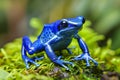 Detailed close up of azureus dart frog dendrobates tinctorius on lush green moss