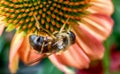 Pink Echinacea with Bees Royalty Free Stock Photo
