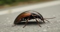 Detailed close-up of a beetle on a concrete surface