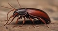 Detailed close-up of a beetle on a textured surface