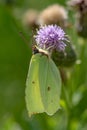 Detailed close up of a Brimstone butterfly on a pink thistle flower Royalty Free Stock Photo