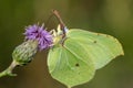 Detailed close up of a Brimstone butterfly on a pink thistle Royalty Free Stock Photo