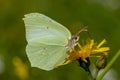 Detailed close up of a Brimstone butterfly Royalty Free Stock Photo