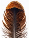 Detailed Close Up of a Brown and Black Feather on White Background Royalty Free Stock Photo