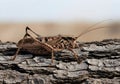 Detailed Close Up of a Brown Shield Back Katydid on Textured Tree Bark Emphasizing Natural Camo Royalty Free Stock Photo