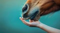 Gentle child& x27;s hand touching a horse& x27;s nose in a moment of connection Royalty Free Stock Photo